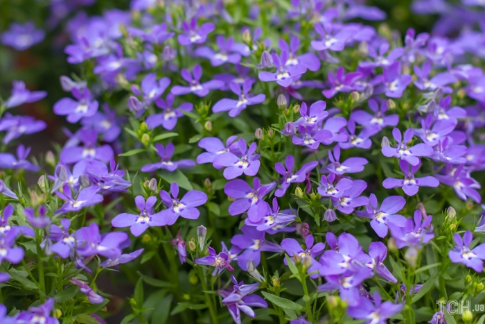 Лобелия ривьера
