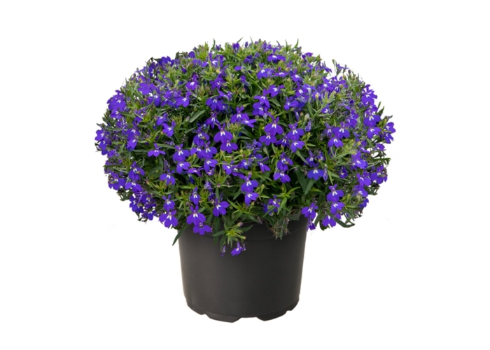 Лобелия белла ватерлоо