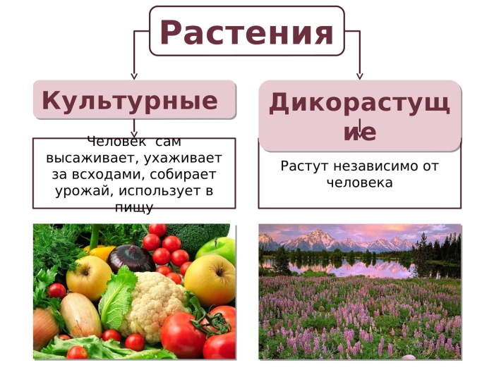 Полезные культурные растения