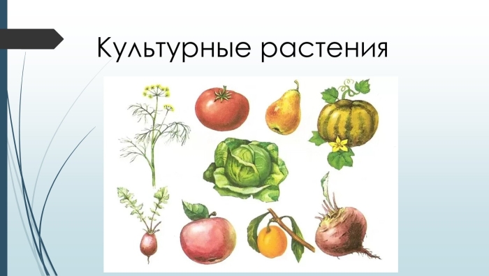 Сорта культурных растений окружающий мир 2 класс
