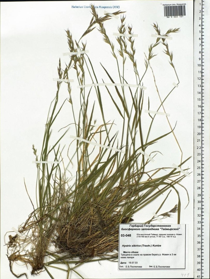 Festuca rubra (овсяница красная красная)