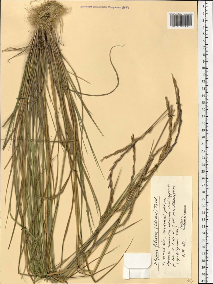 Ковыль волосатик (тырса)