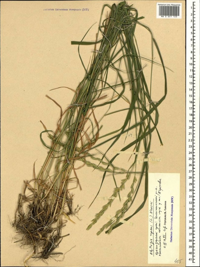 Пырейник гмелина