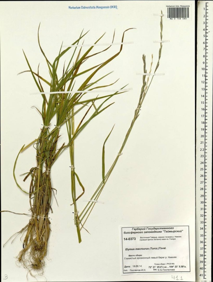 Пырейник длинноколосый