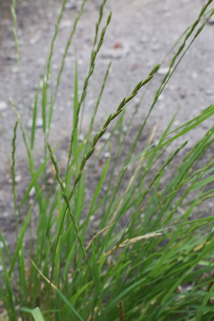 Panicum bisulcatum