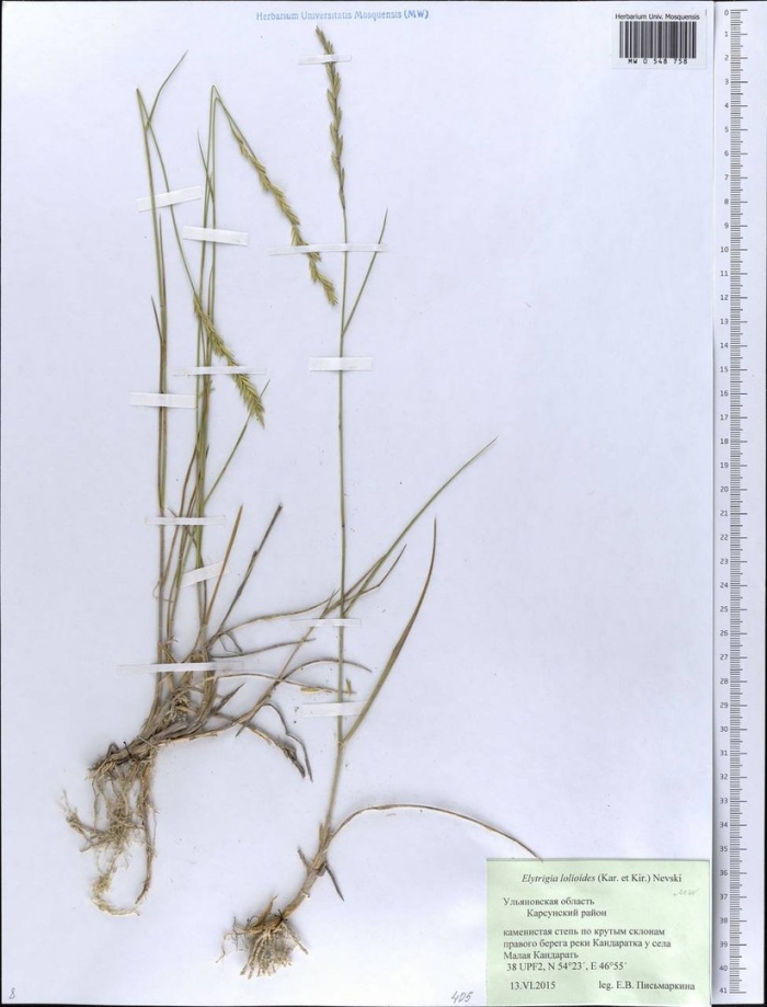 Пырей ползучий гербарий