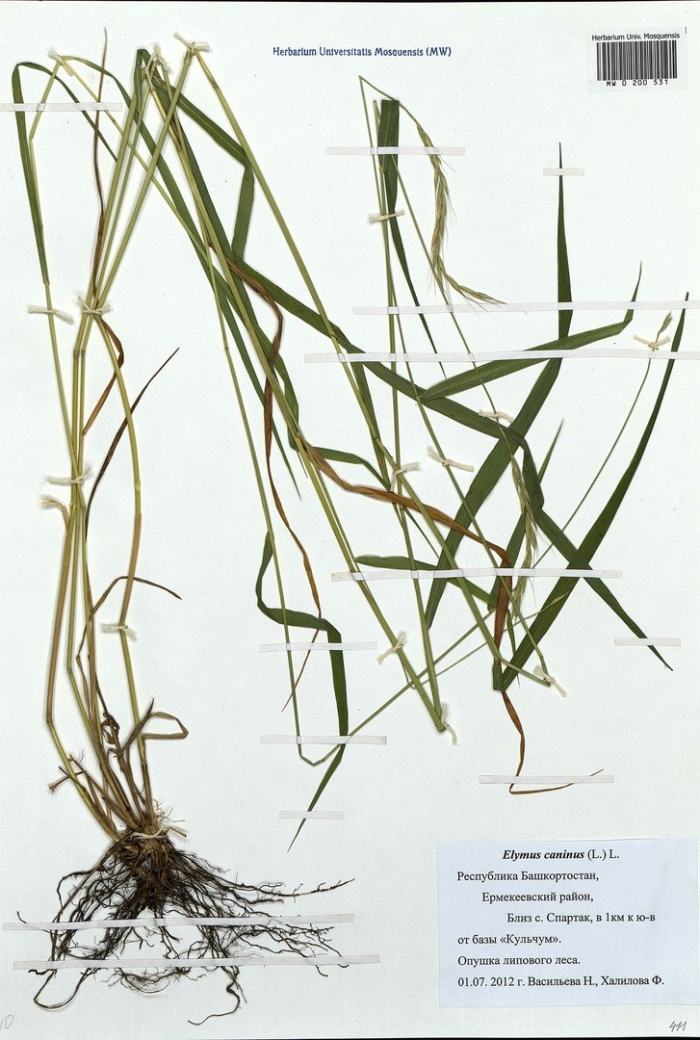 Пырей ползучий строение