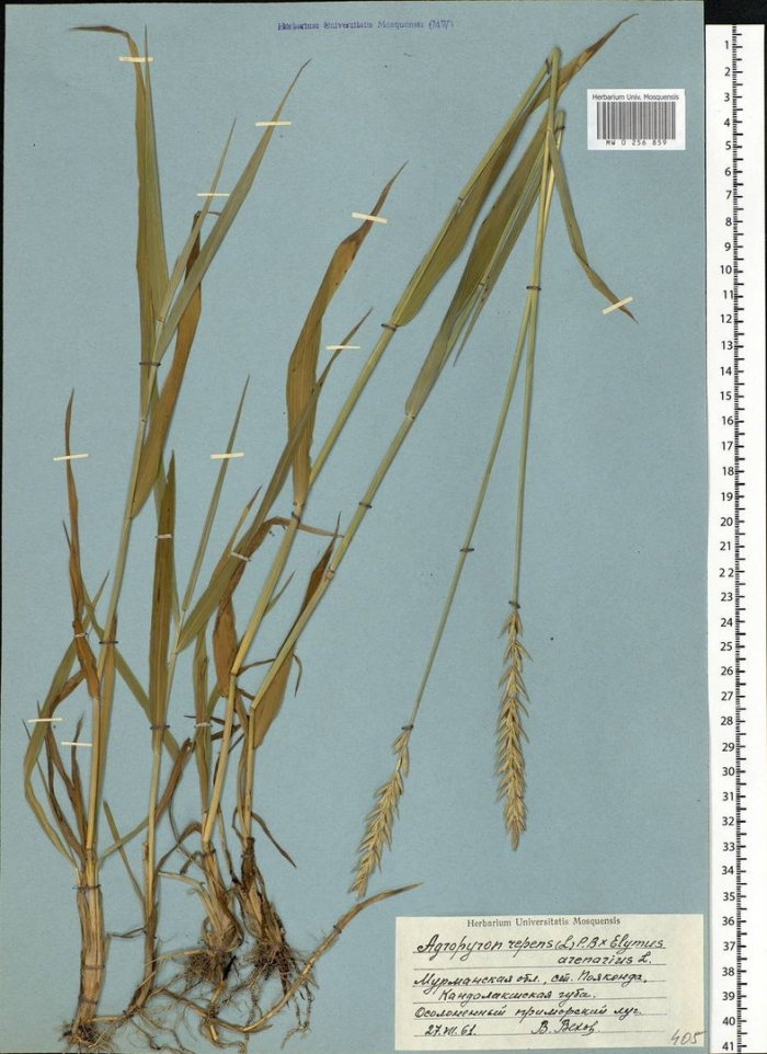 Кострец безостый bromus inermis