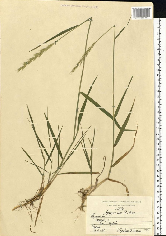 Кострец безостый (bromus inermis leyss