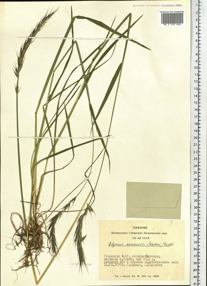 Овсяница луговая гербарий