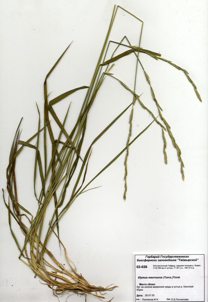 Пырейник волокнистый