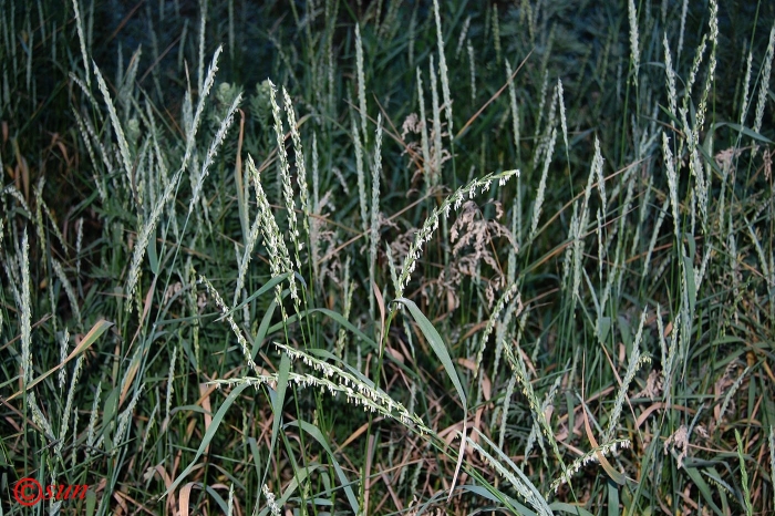 Пырей ползучий (elytrigia repens)