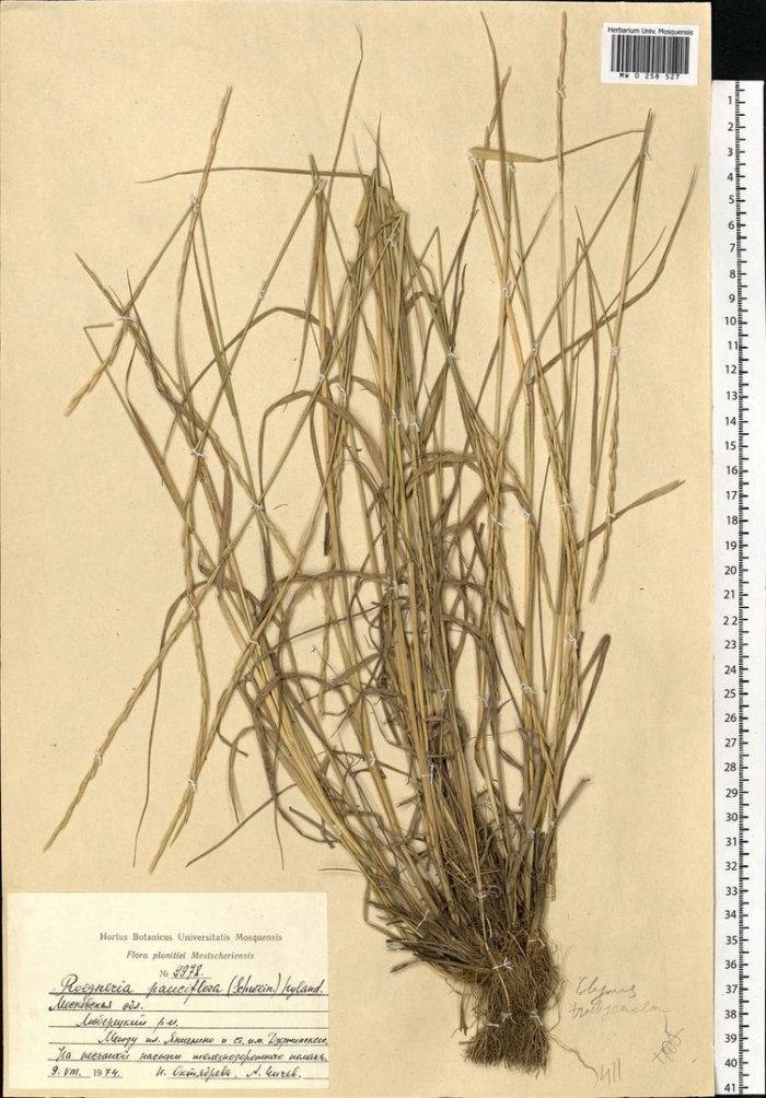 Овсяница тростниковая файнлон
