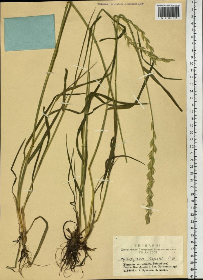 Пырей ползучий семена