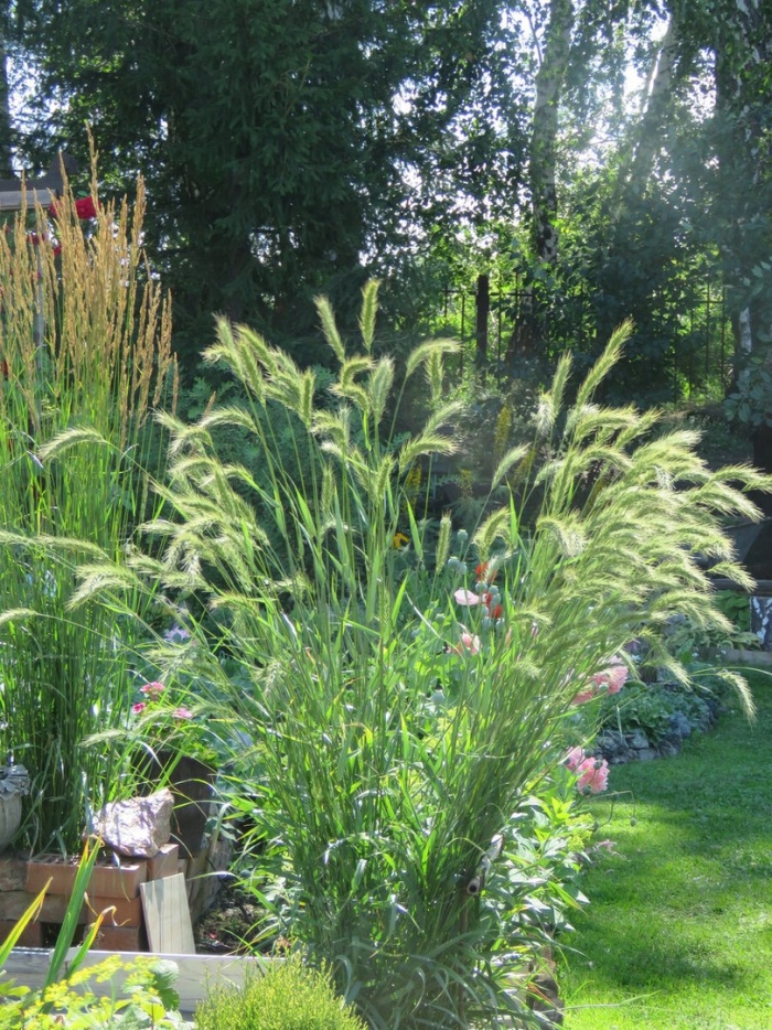 Пеннисетум hameln