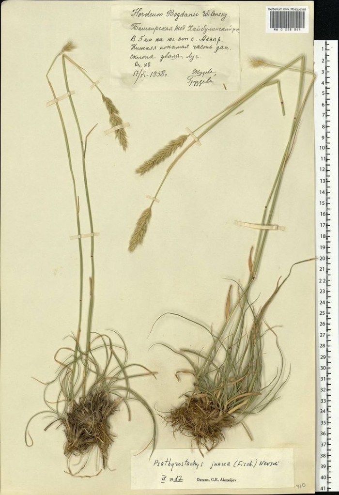 Ломкоколосник ситниковый