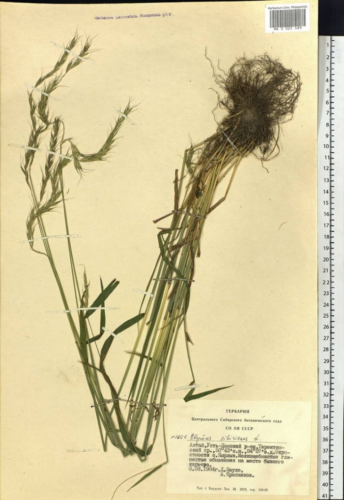 Пырейник сибирский