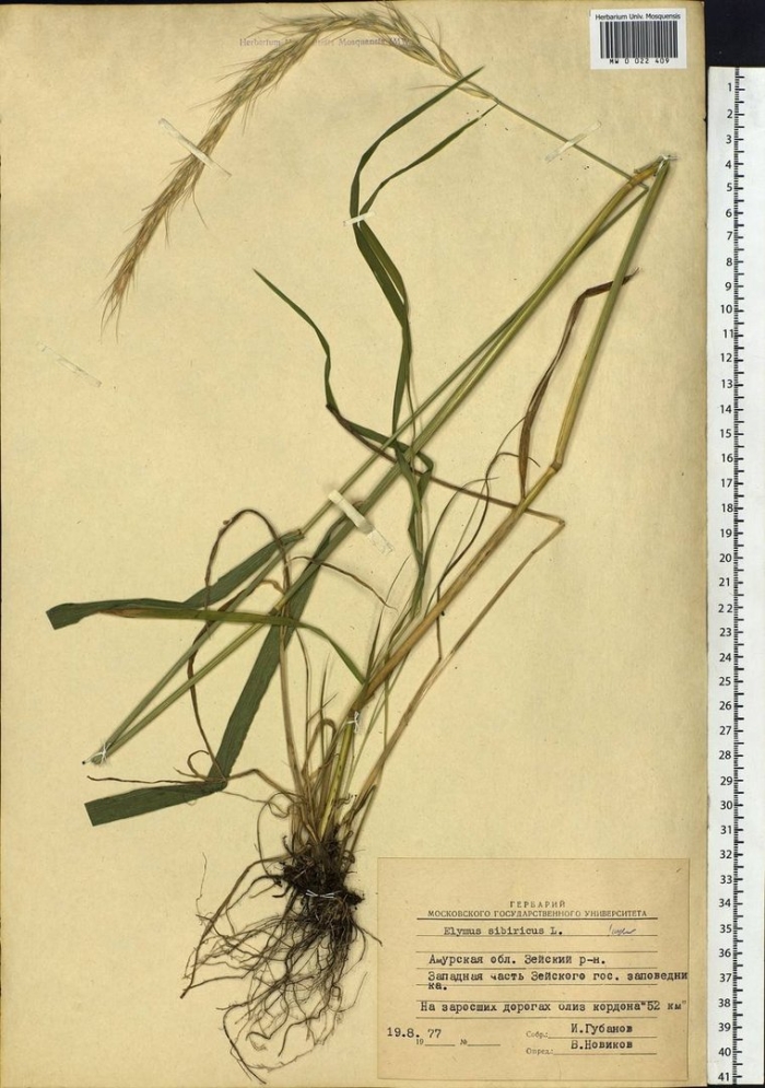 Пырейник сибирский