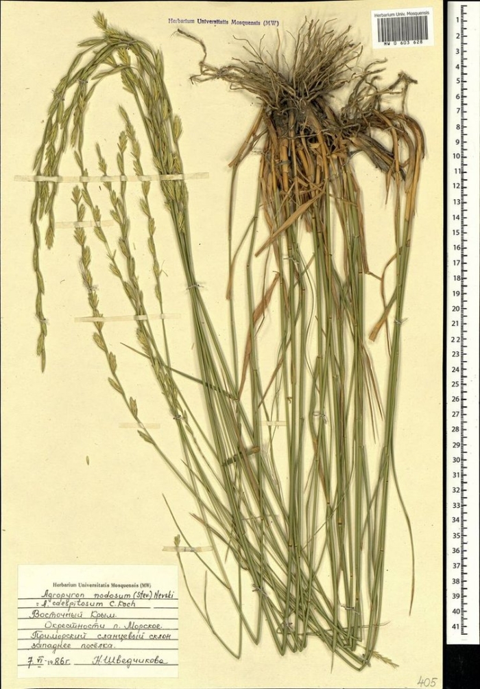 Пырейник волокнистый