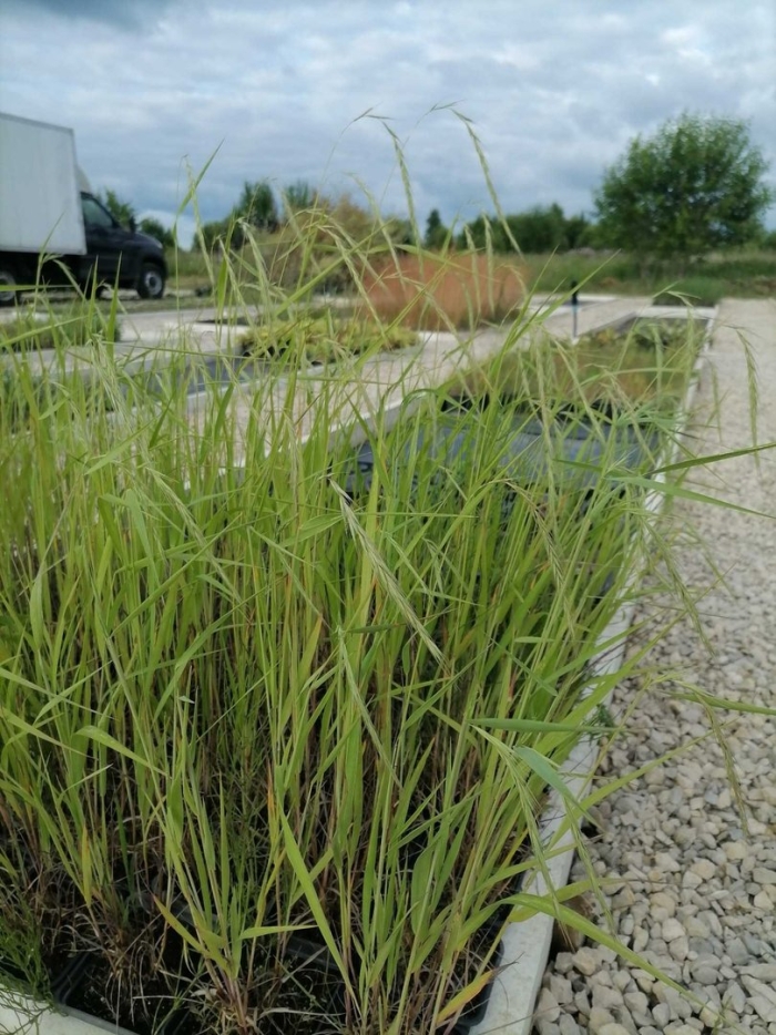 Panicum virgatum