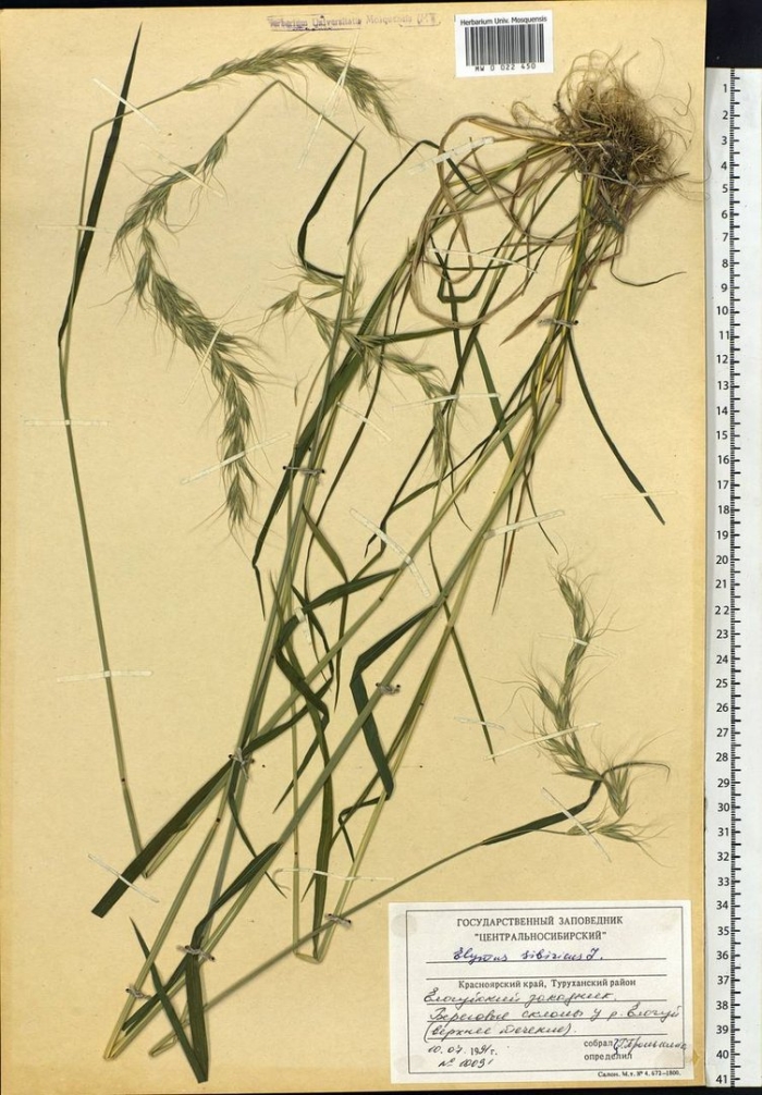 Пырейник уральский