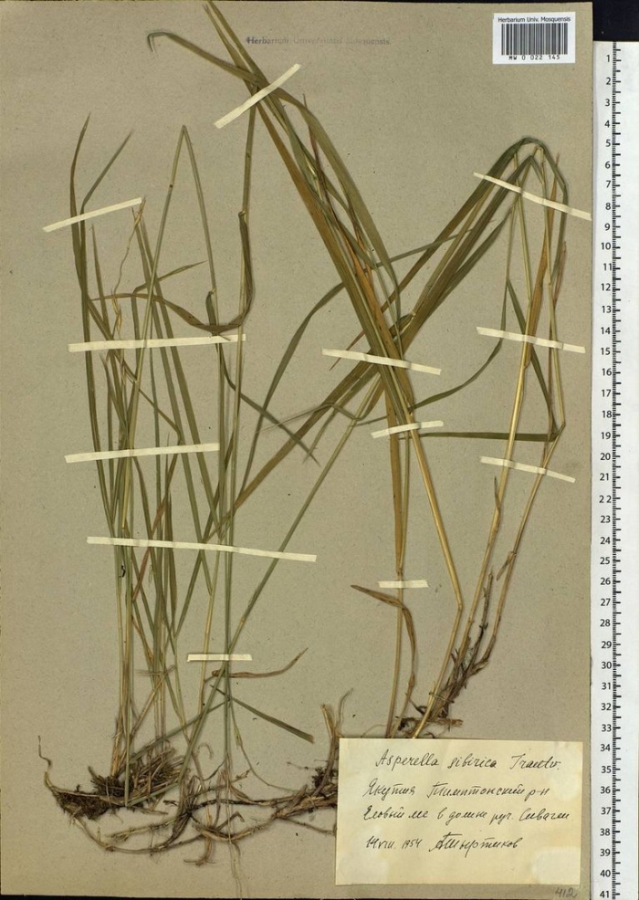 Волоснец сибирский