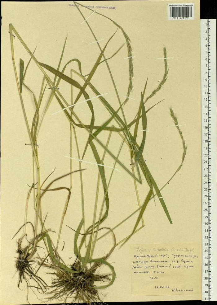 Пырейник канадский