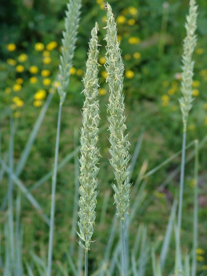 Лисохвост луговой alopecurus pratensis