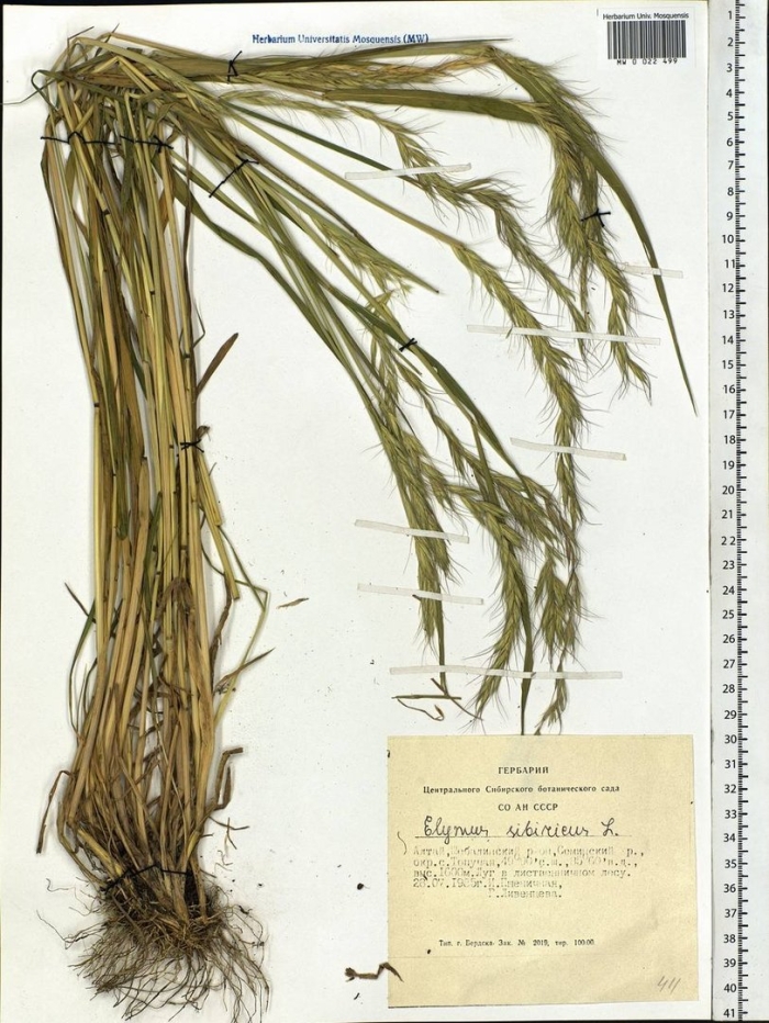 Ковыль волосатик