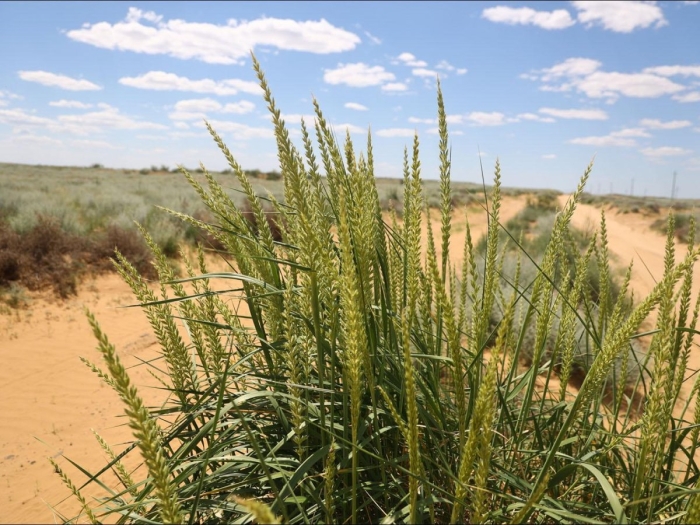 Колосняк гигантский