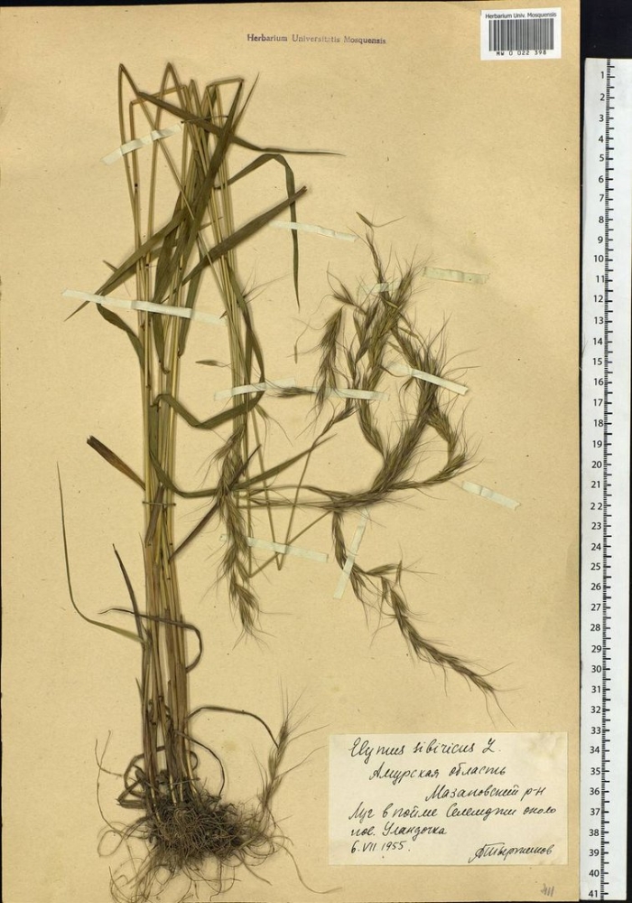 Пырейник сибирский