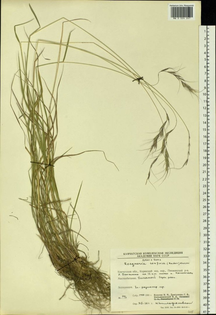 Ковыль лессинга stipa lessingiana
