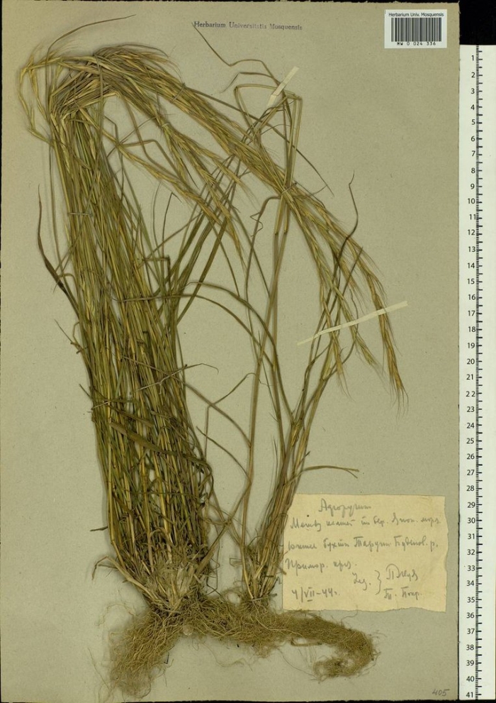 Ковыль волосатик stipa capillata