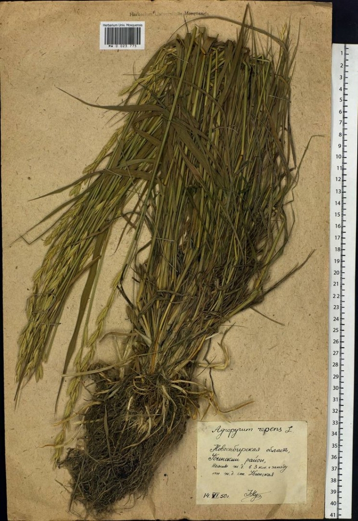 Пырей ползучий корень