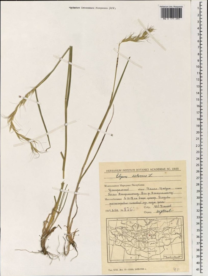 Anthoxanthum nipponicum