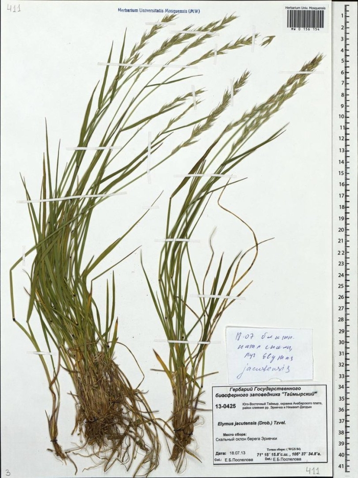 Пырейник якутский