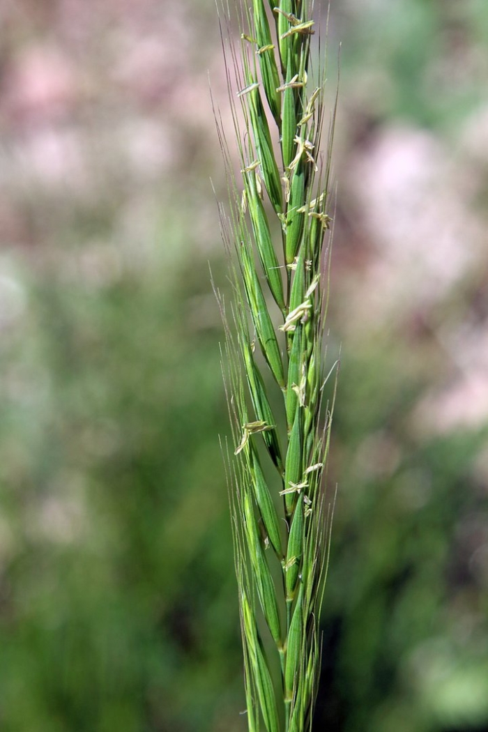 Aegilops cylindrica