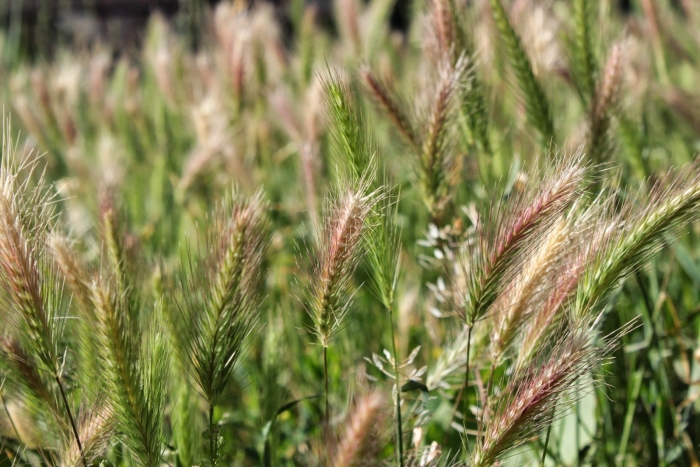 Hordeum murinum