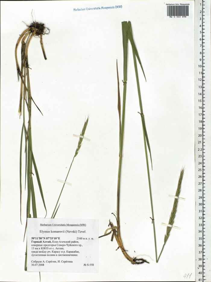 Carex acuta l. осока острая