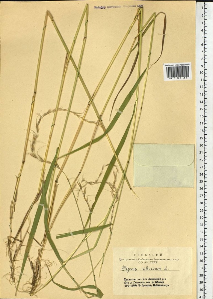 Пырей бескорневищный нежный