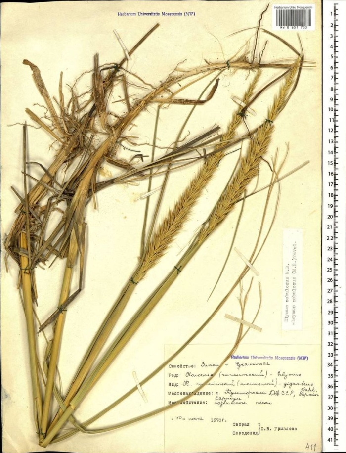 Вейник наземный