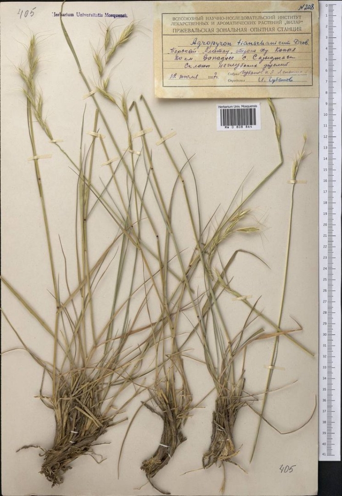 Колосняк ветвистый (leymus racemosus