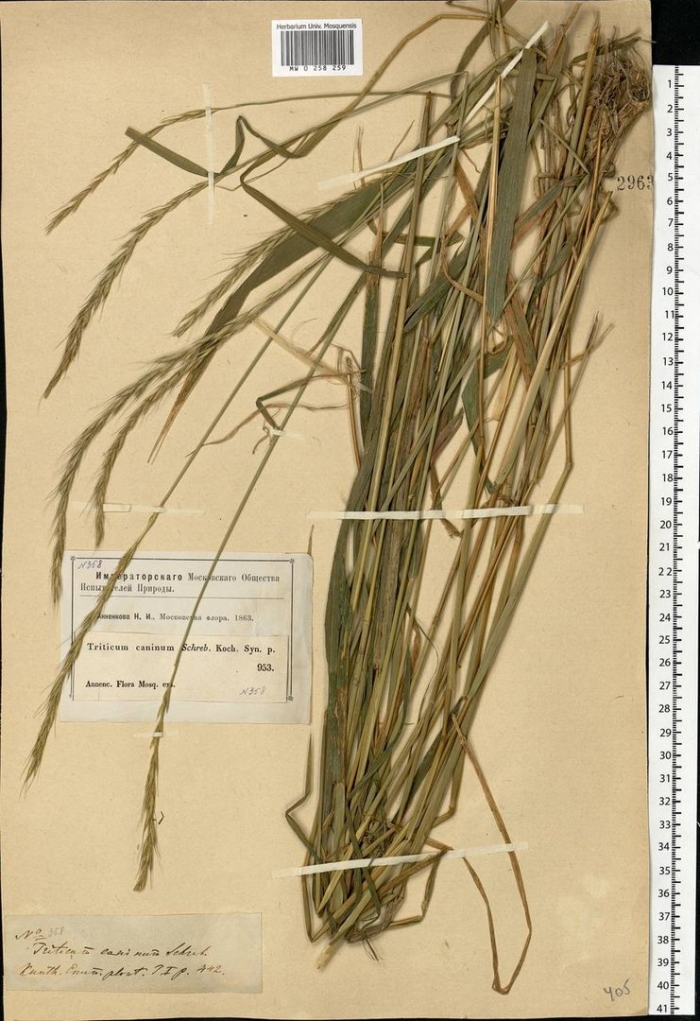 Вейник лесной тростниковидный