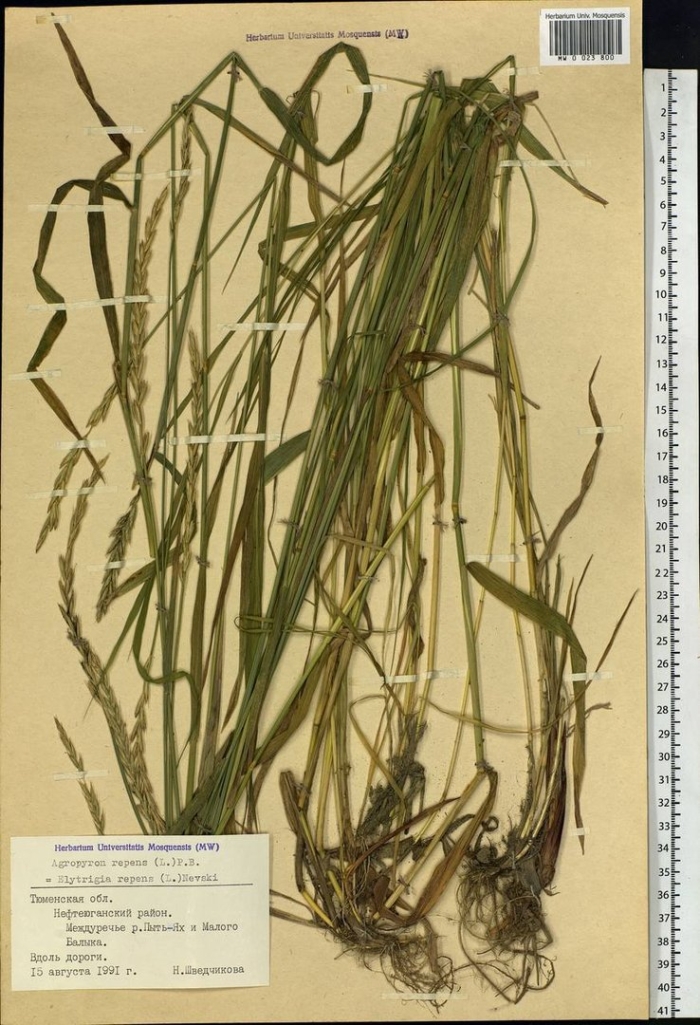 Пырей инееватый