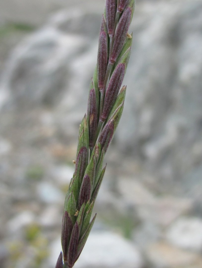 Овсяница луговая (festuca pratensis)