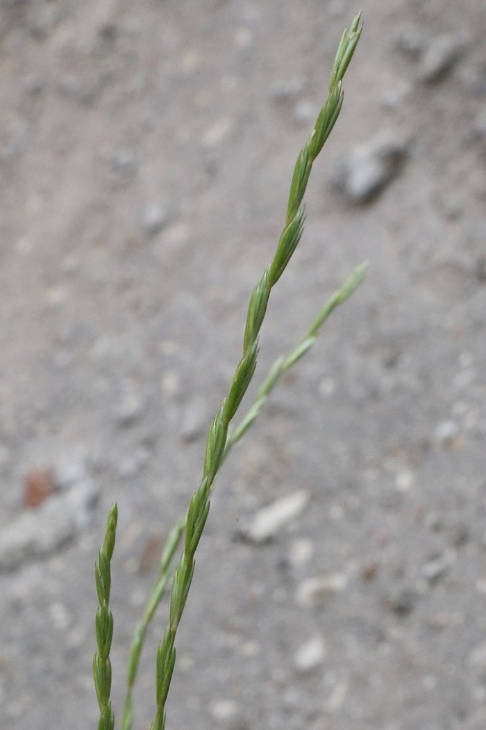 Lolium perenne