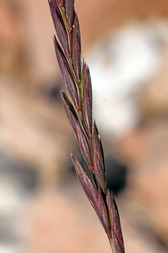 Овсяница луговая (festuca rubra