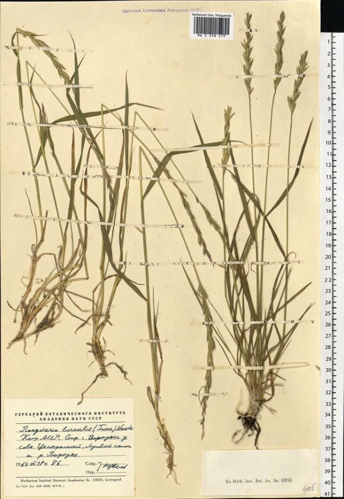 Колосняк ветвистый