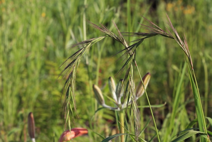 Bromus tectorum