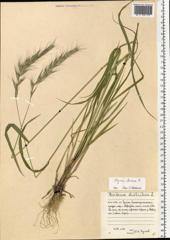 Рожь посевная гербарий